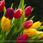 Tulips - spring flowers